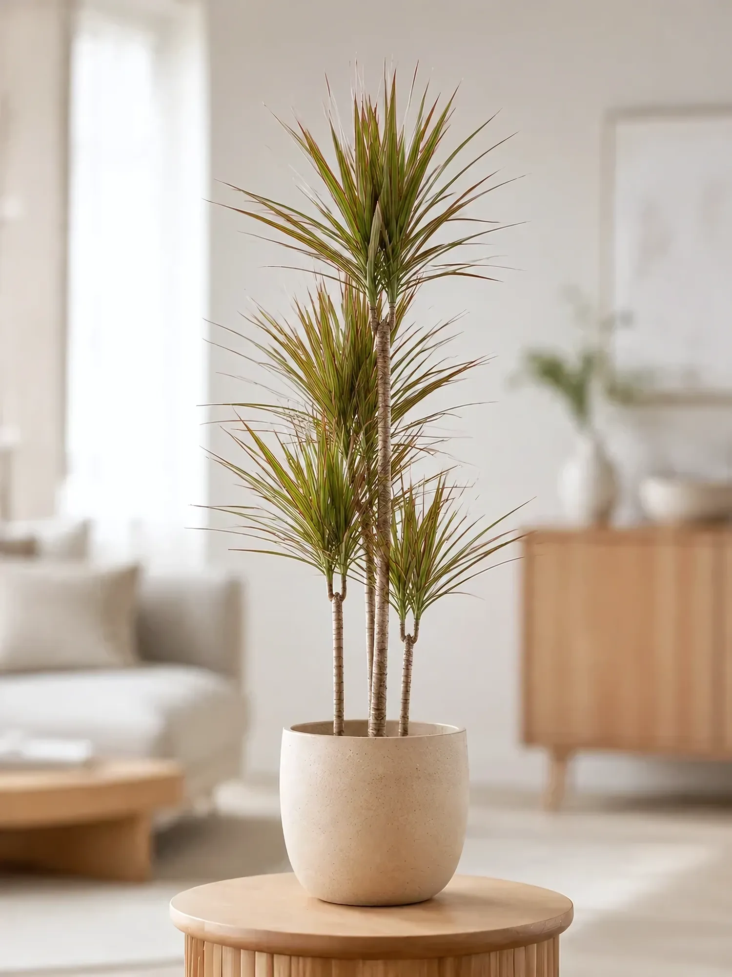Dracaena d19 h85