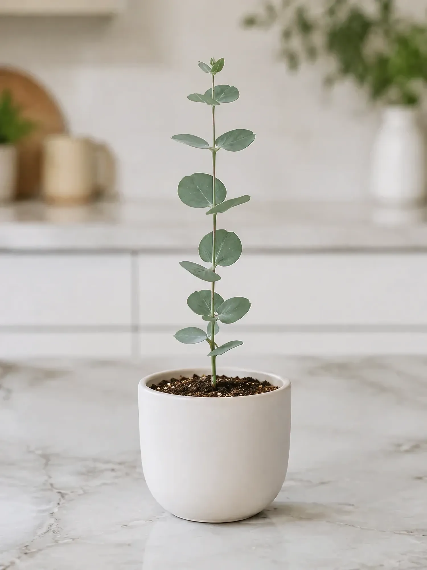 Eucalyptus young d10 h25