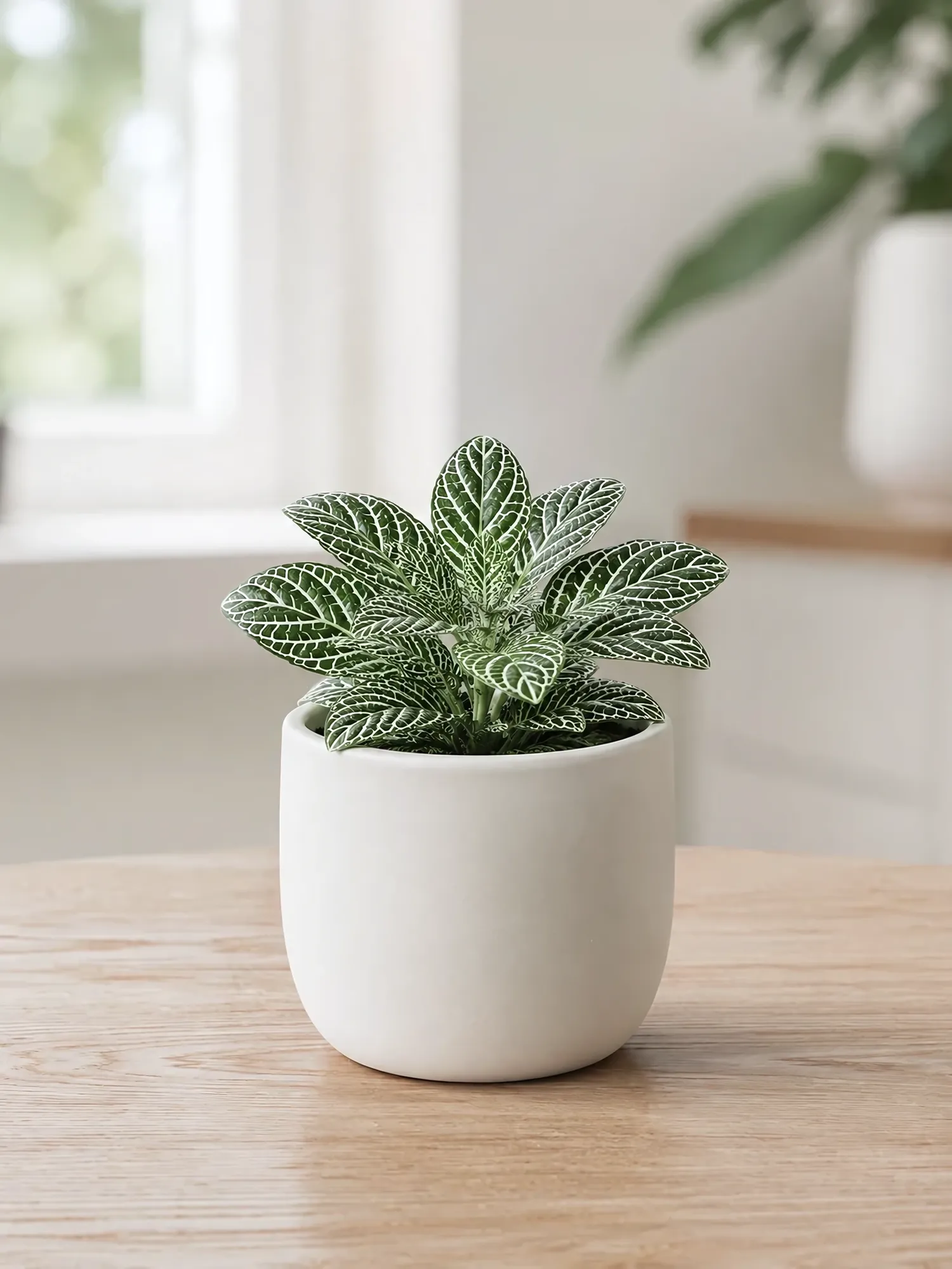 Fittonia white d9
