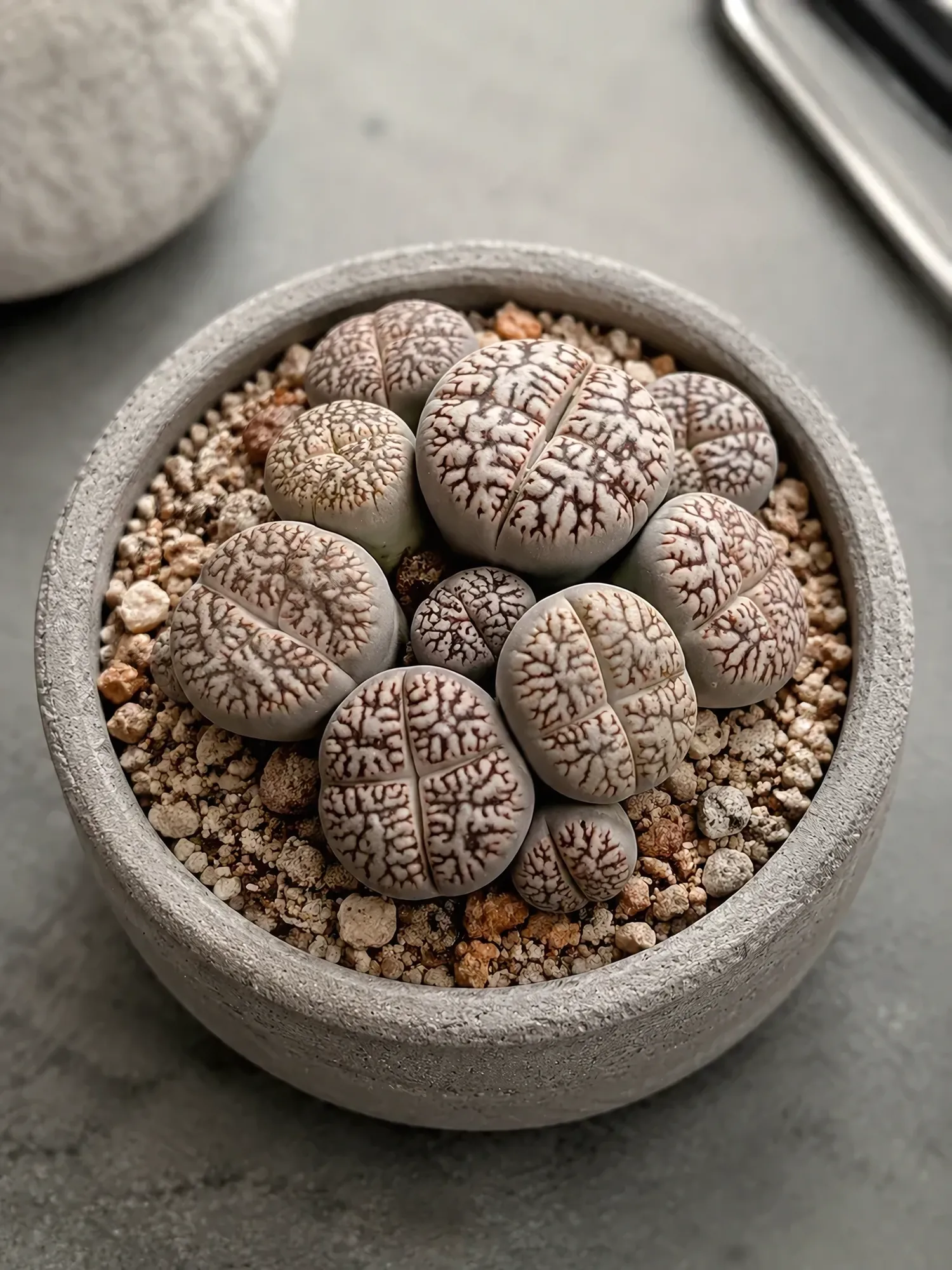 Marble Litops