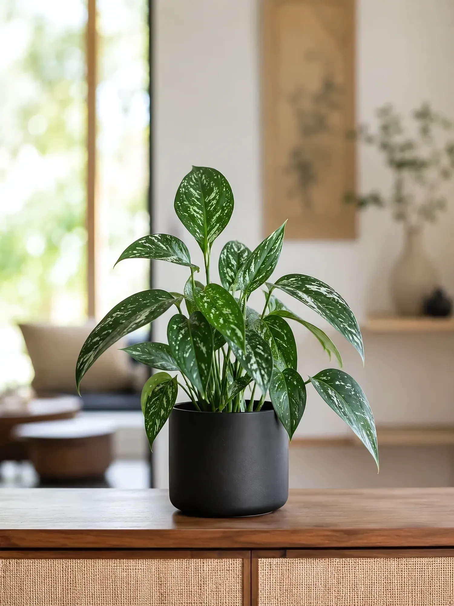 Monstera Standleyana
