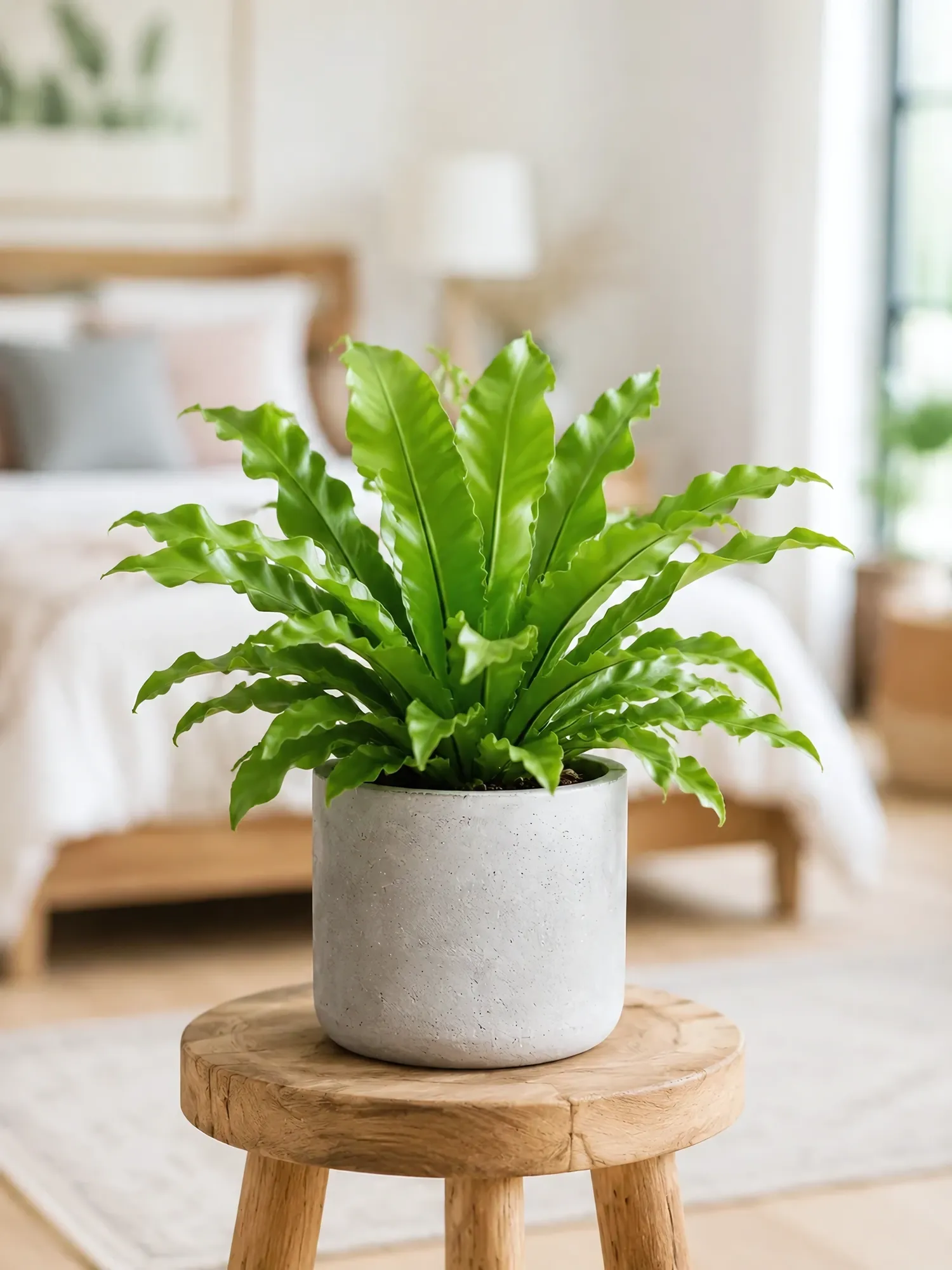 Asplenium Fern d12 h30