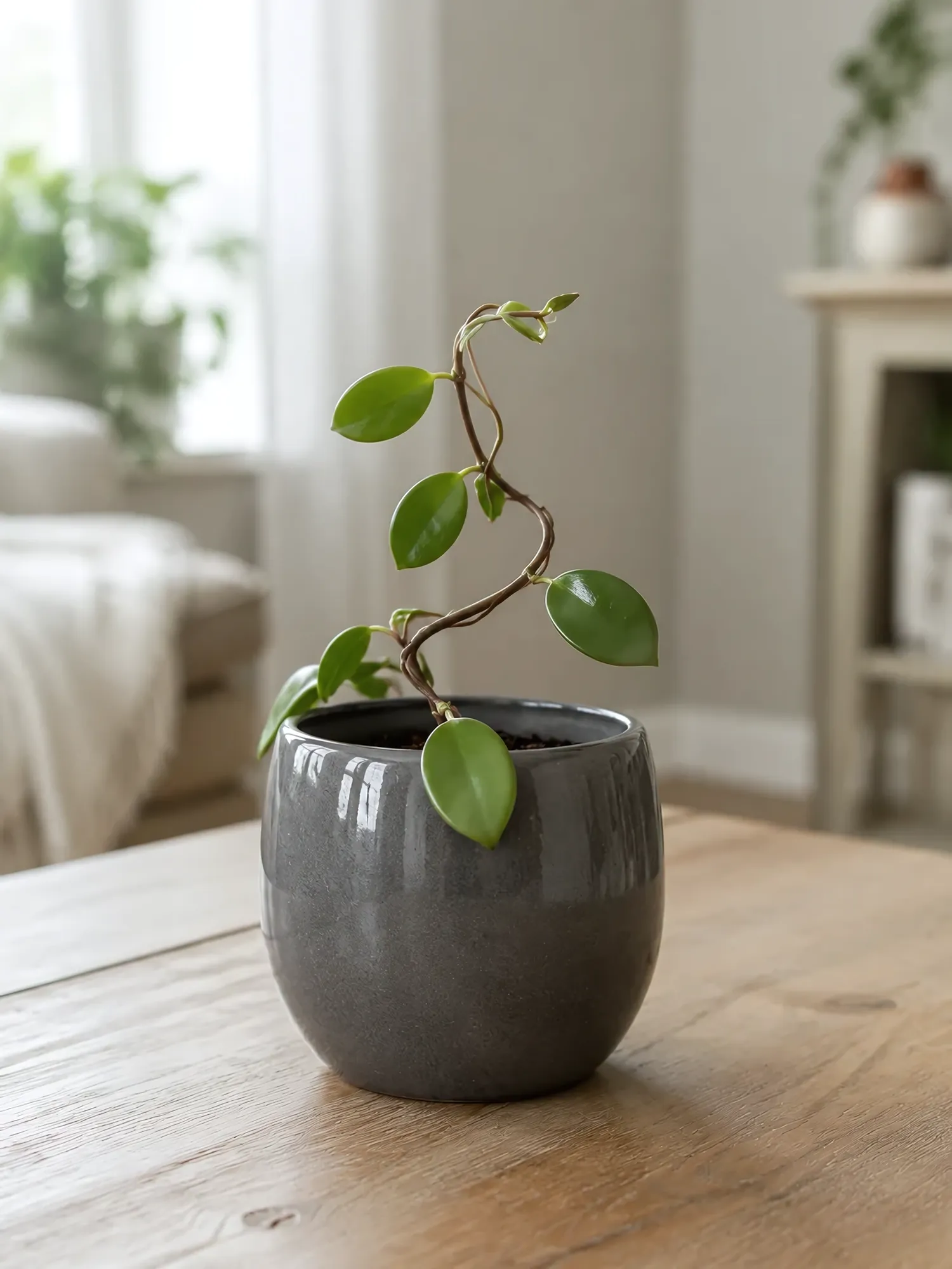 Wax Ivy hanging d16 h35