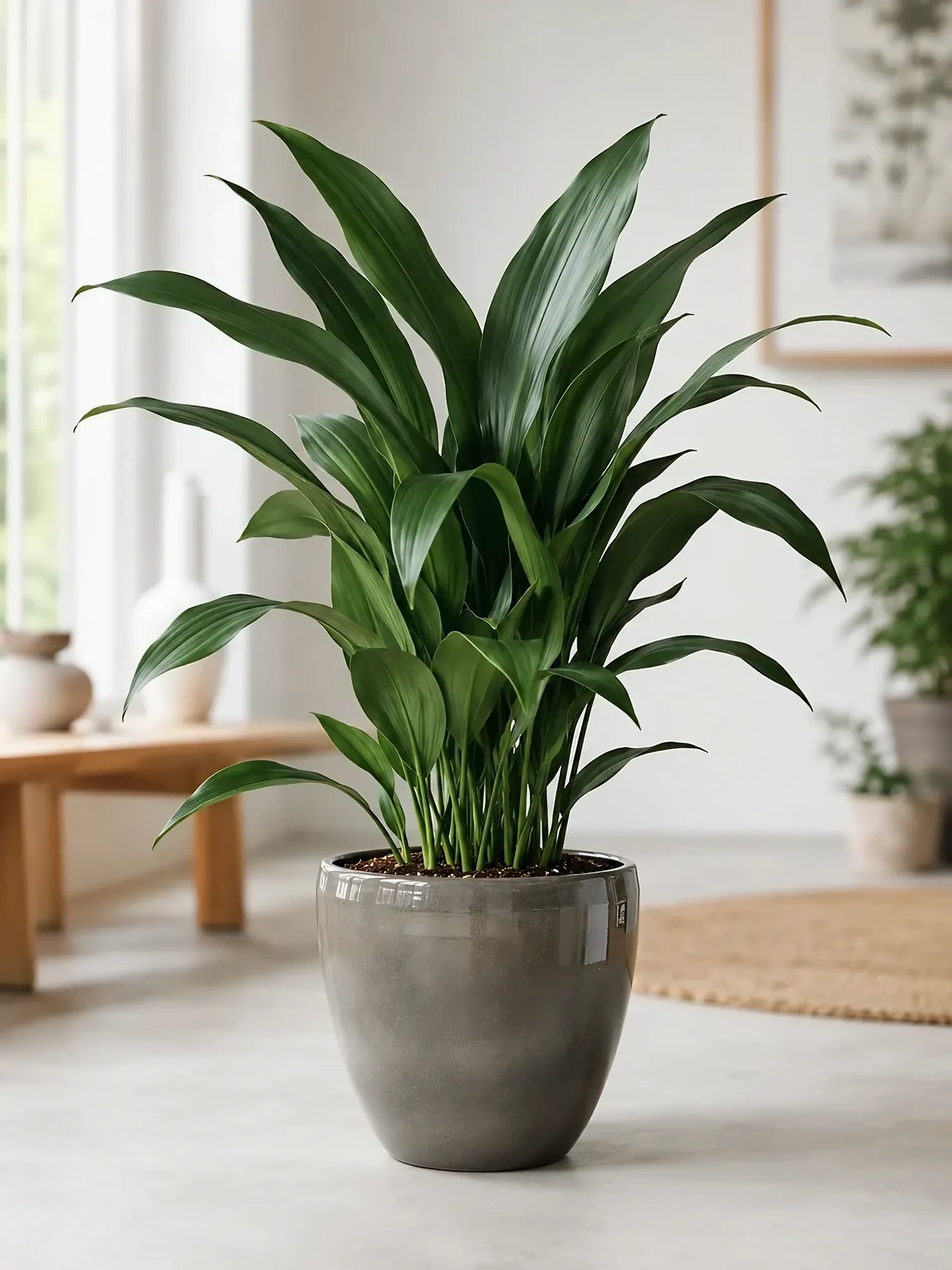 Aspidistra d26 h70 — photo 7