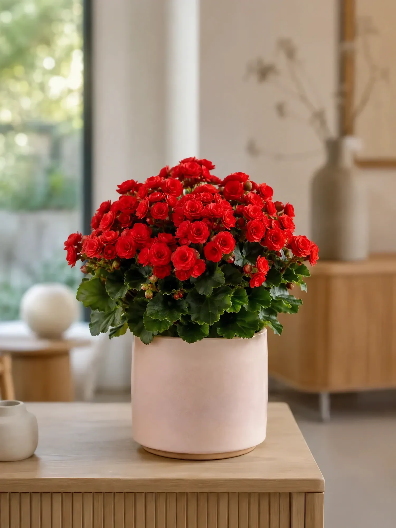Purple begonia — photo 4