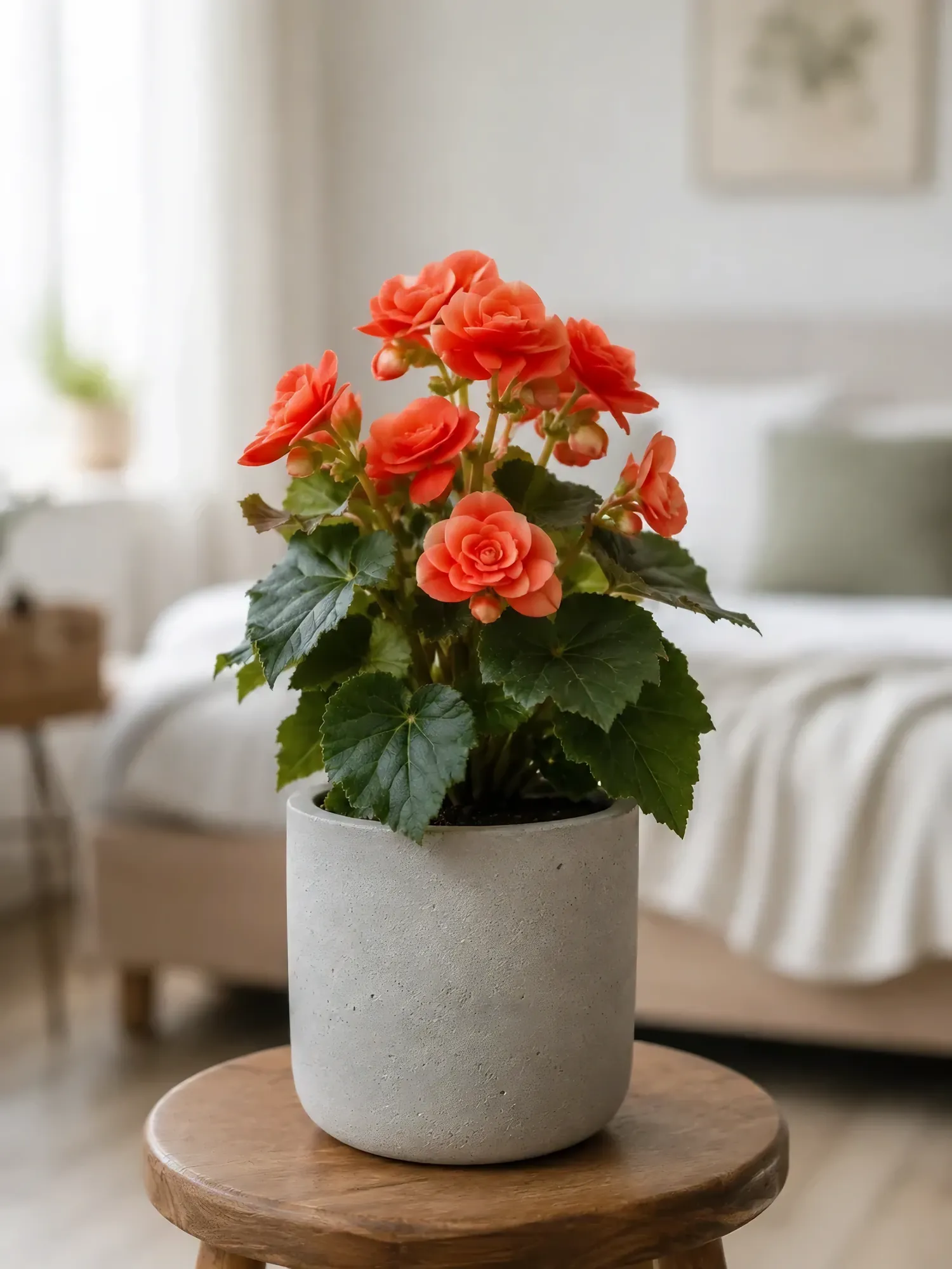 Purple begonia — photo 10