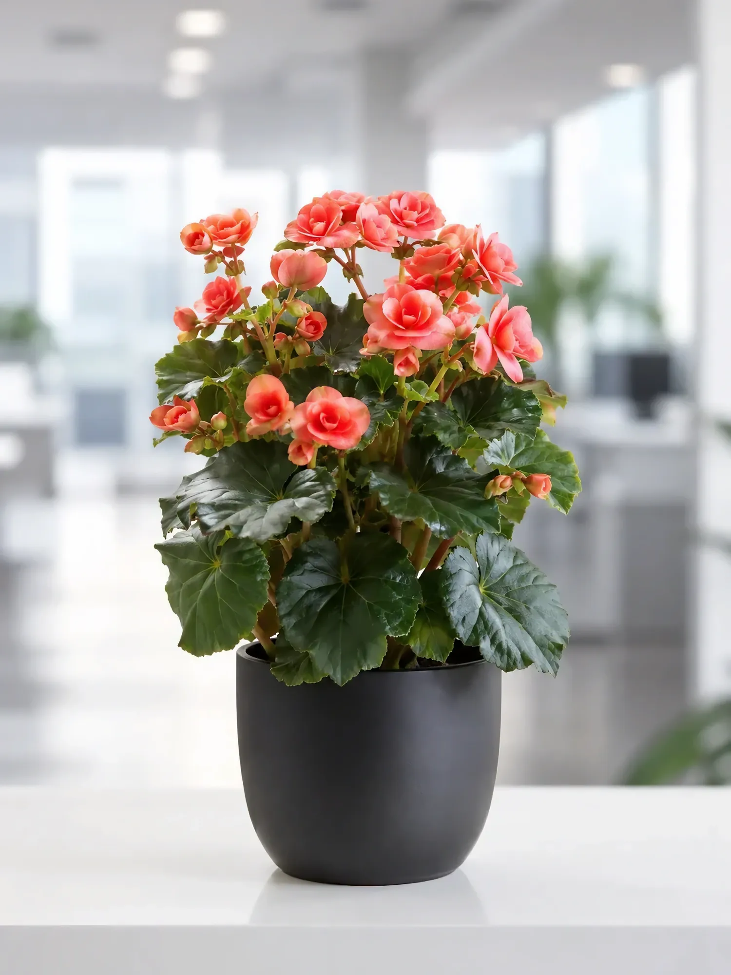 Purple begonia — photo 12