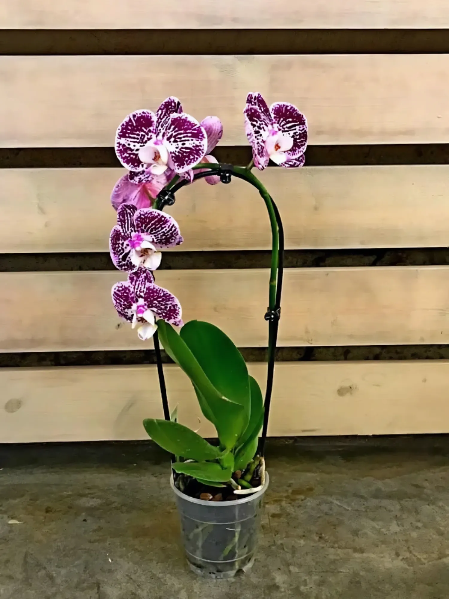 Phalaenopsis Orchid mini d9 h30 — photo 13