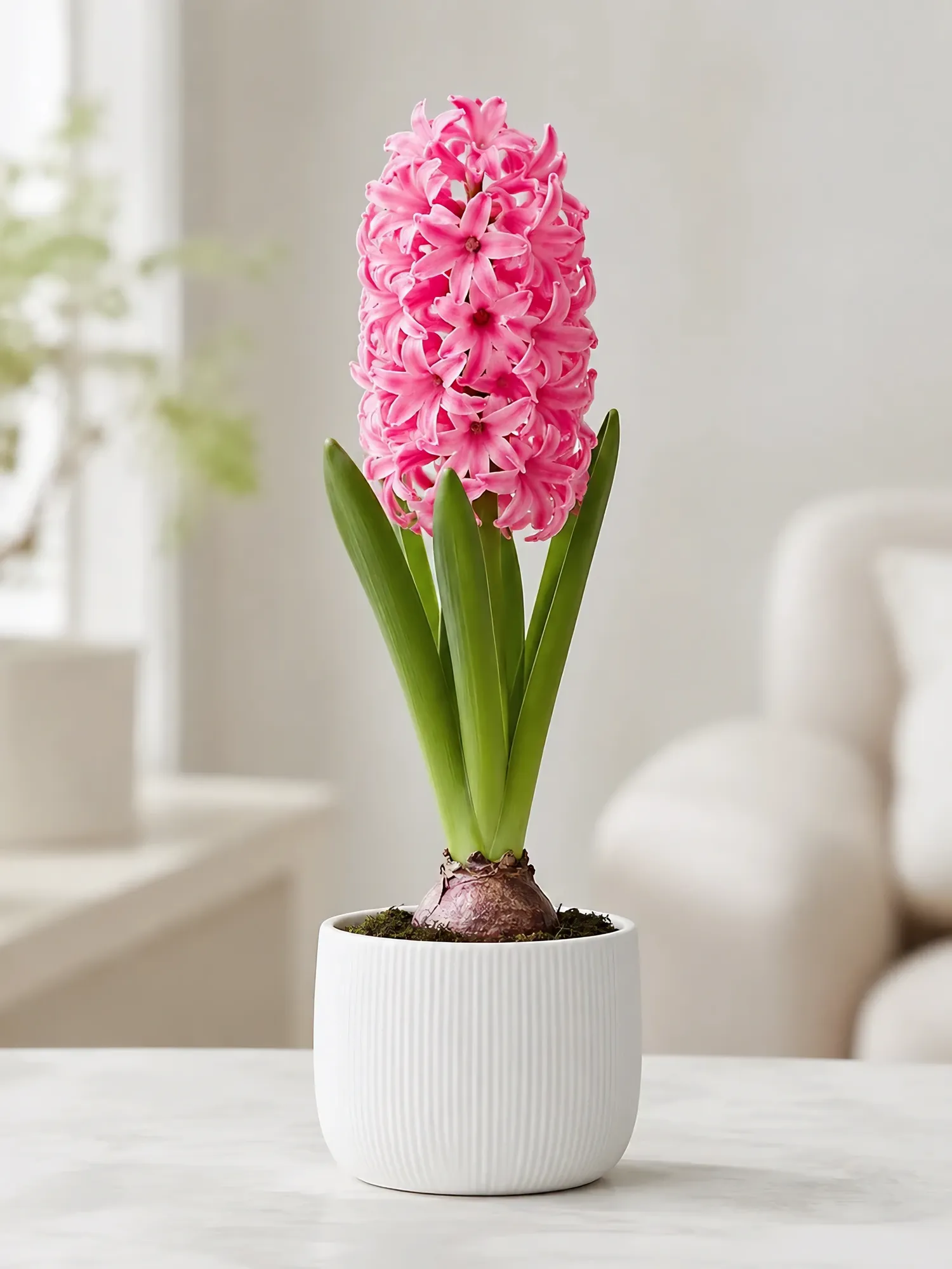 Red Hyacinth — photo 2