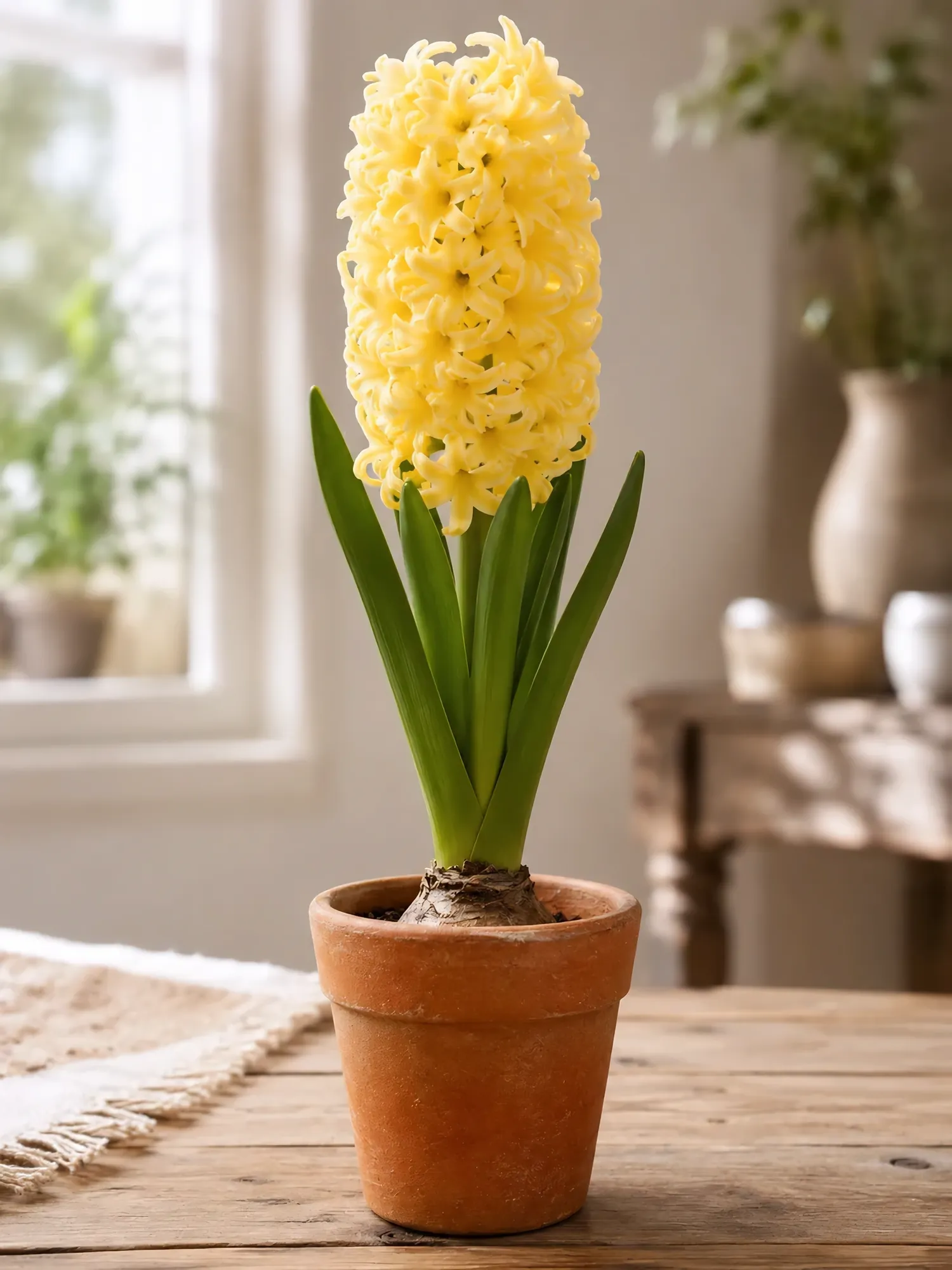 Red Hyacinth — photo 3