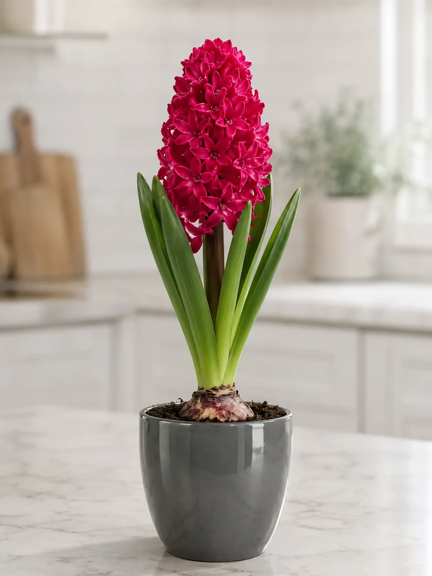 Red Hyacinth — photo 4