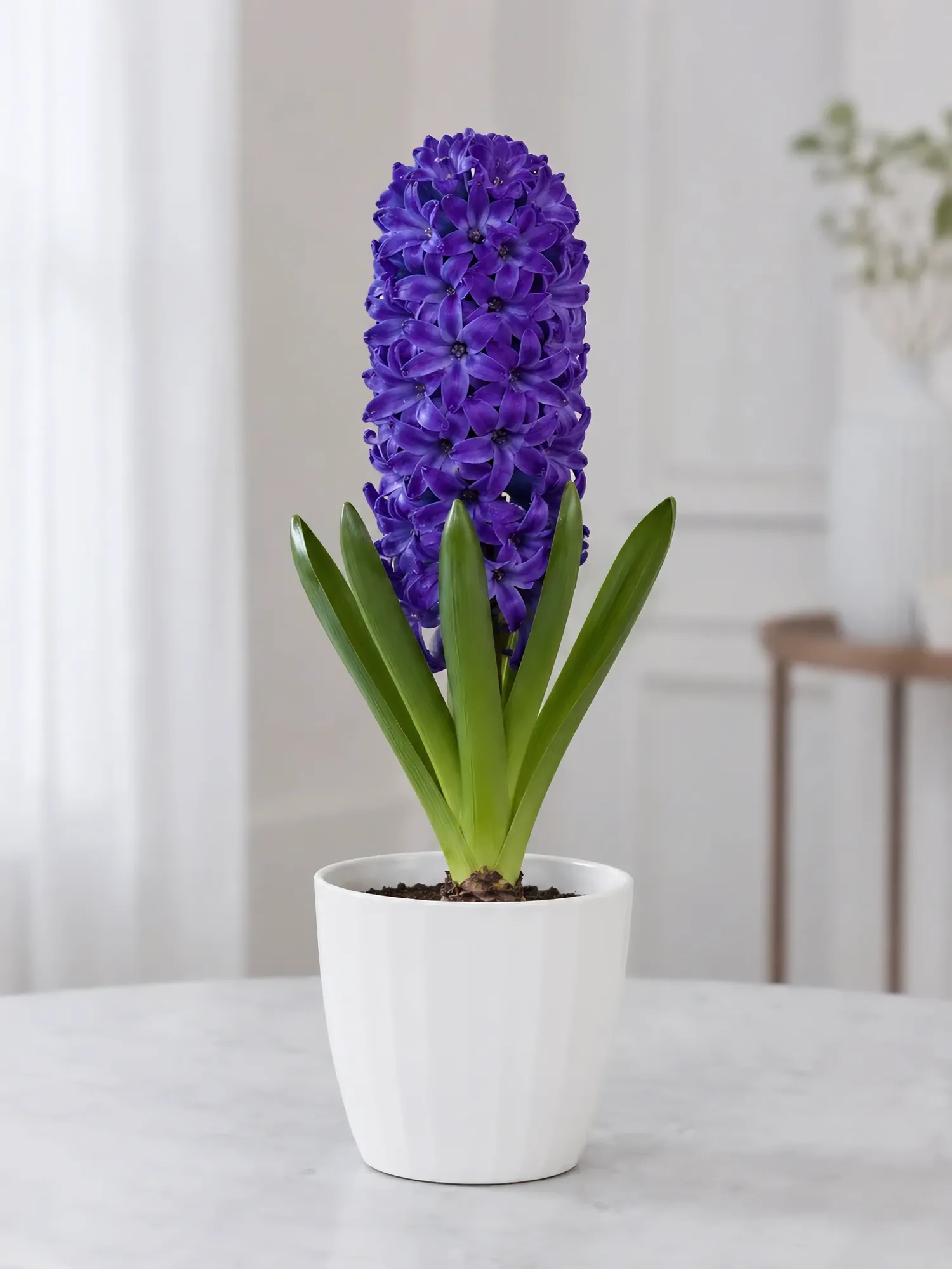 Hyacinth mix 3 pcs — photo 2