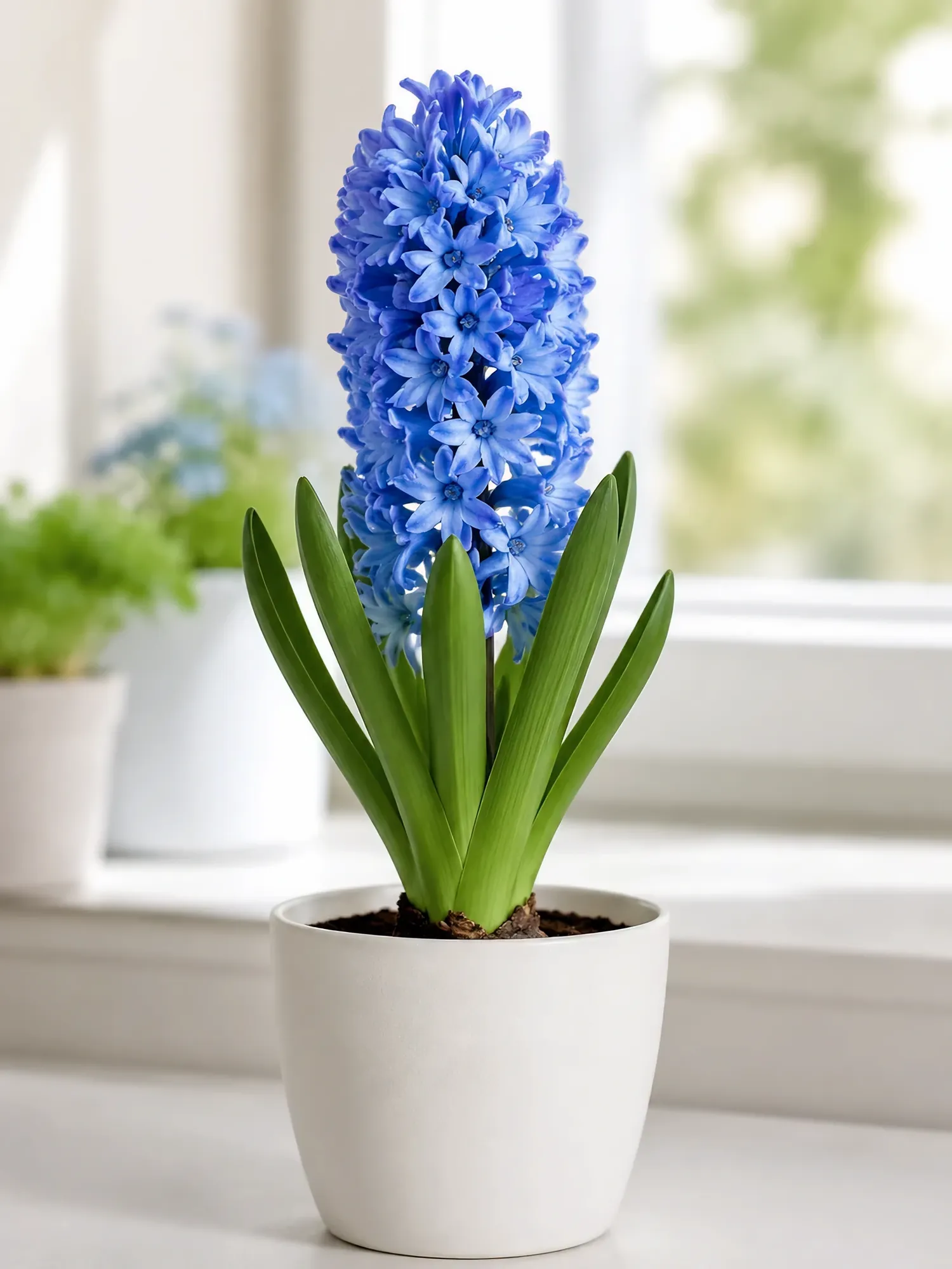 Hyacinth mix 3 pcs — photo 3