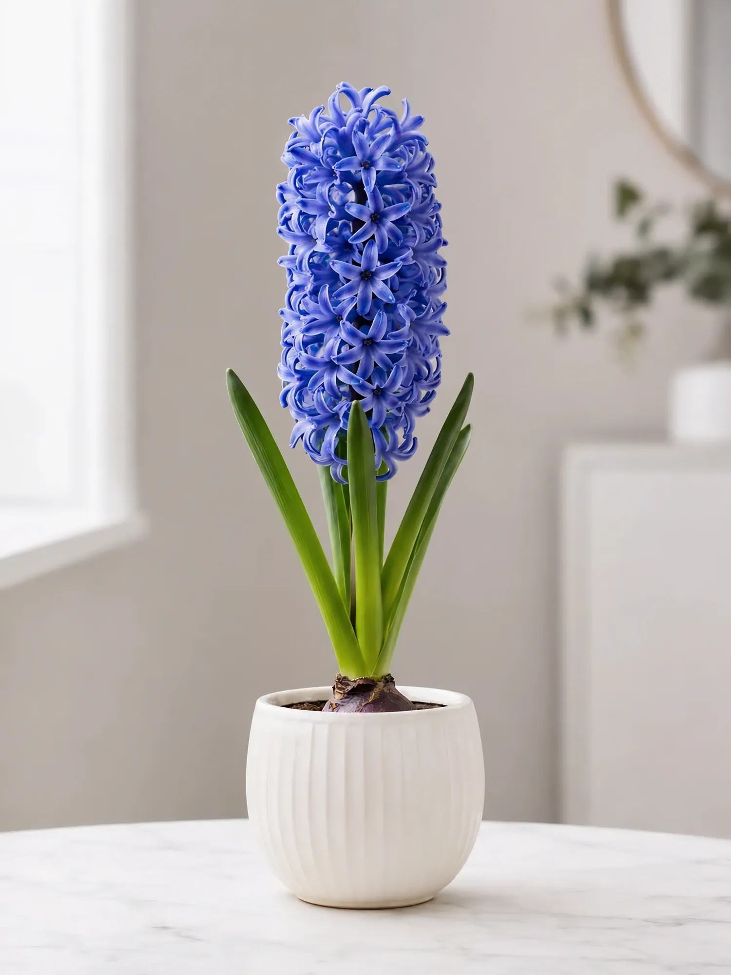Hyacinth mix 3 pcs — photo 5