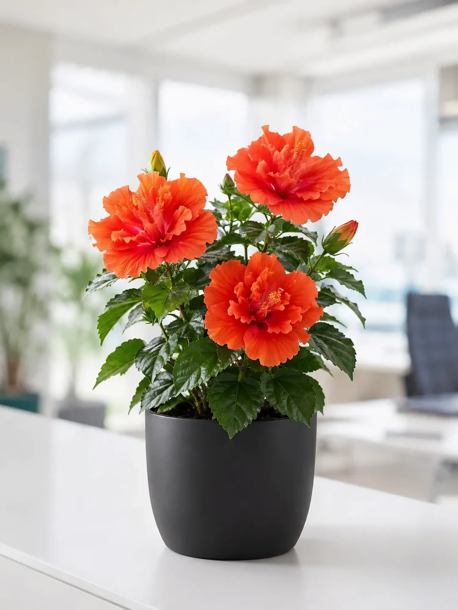 Red hibiscus — photo 2