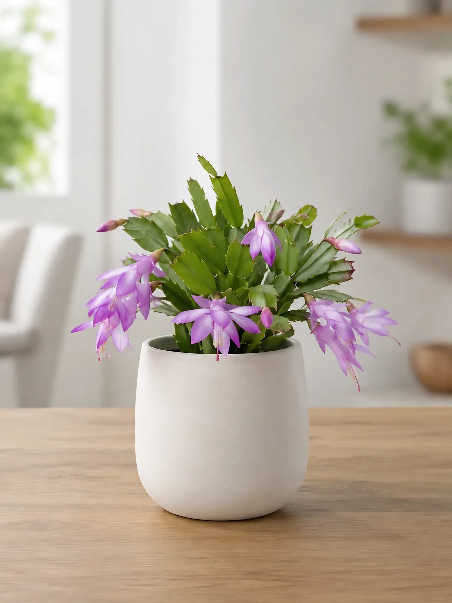Christmas cactus white d9 — photo 3
