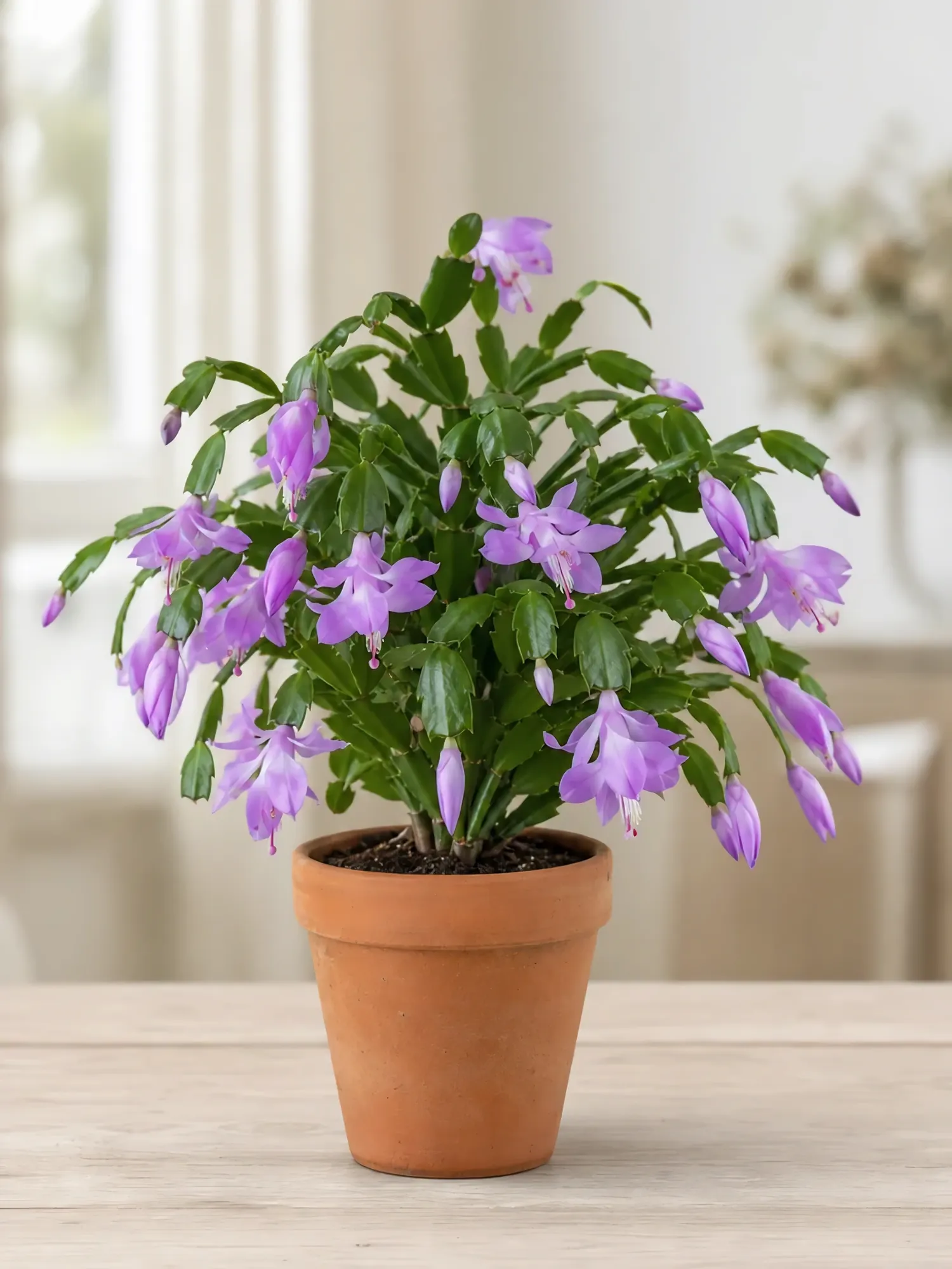 Christmas cactus pink d12 — photo 4
