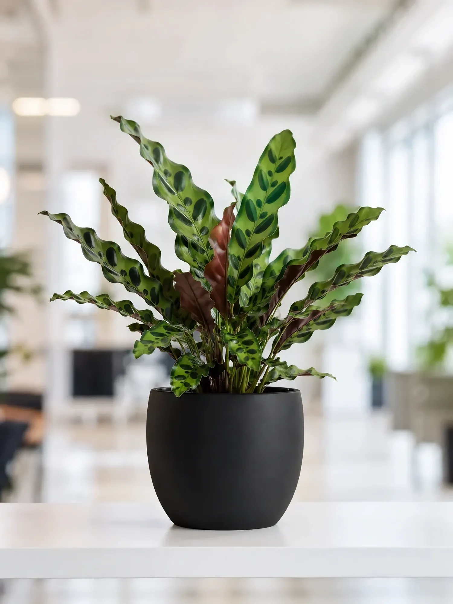 Calathea Makoyi — photo 3