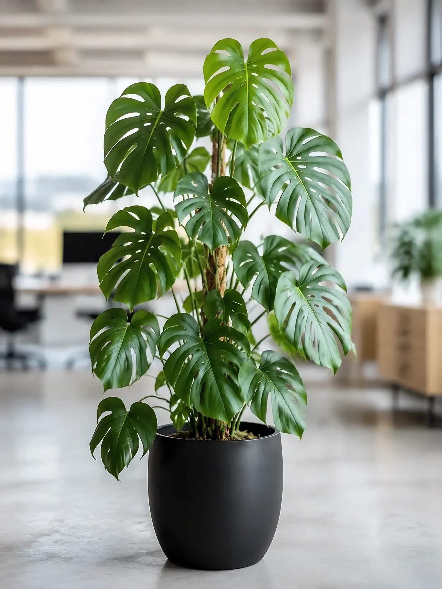 Monstera Standleyana — photo 2