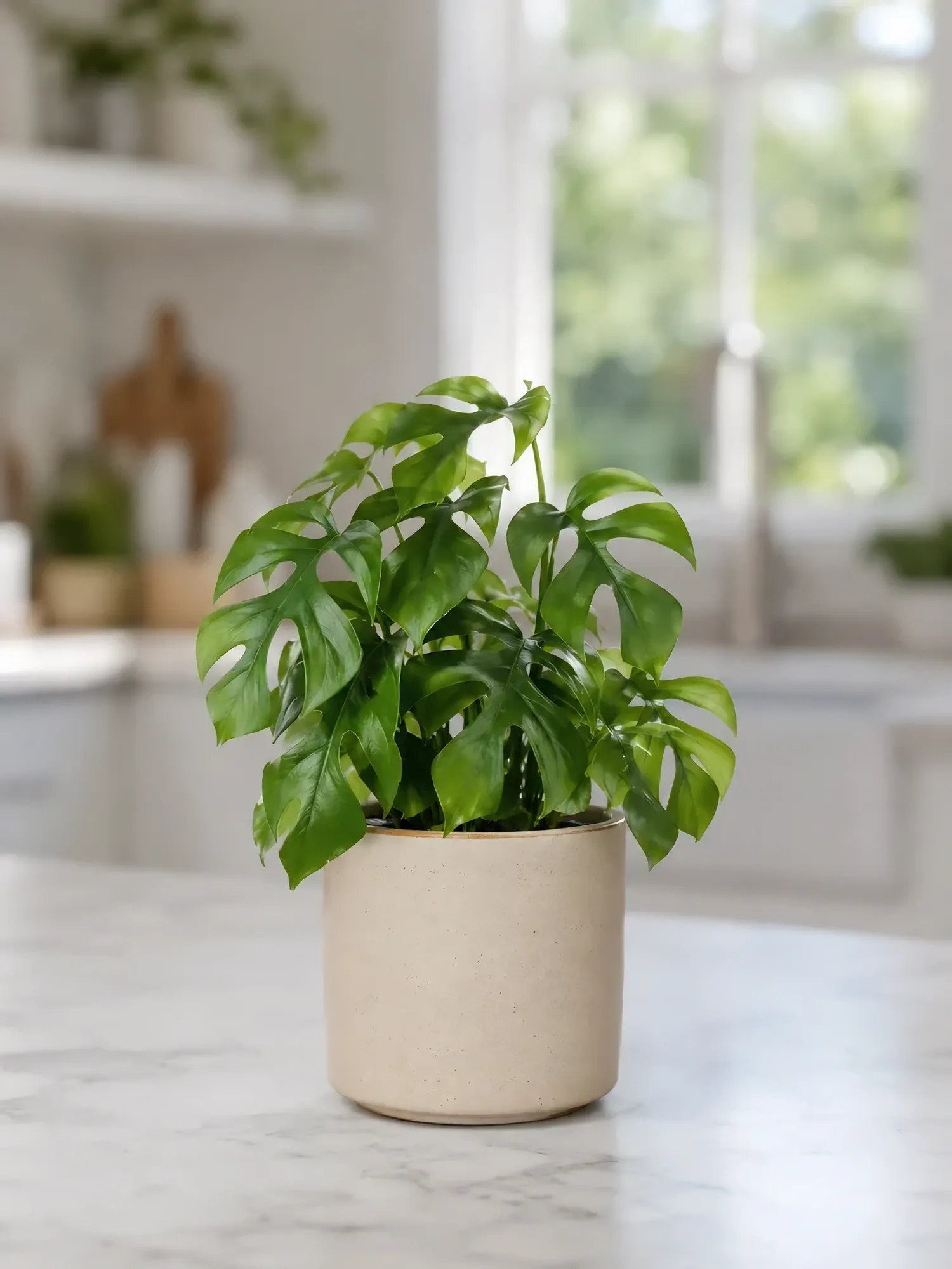 Monstera Standleyana — photo 3