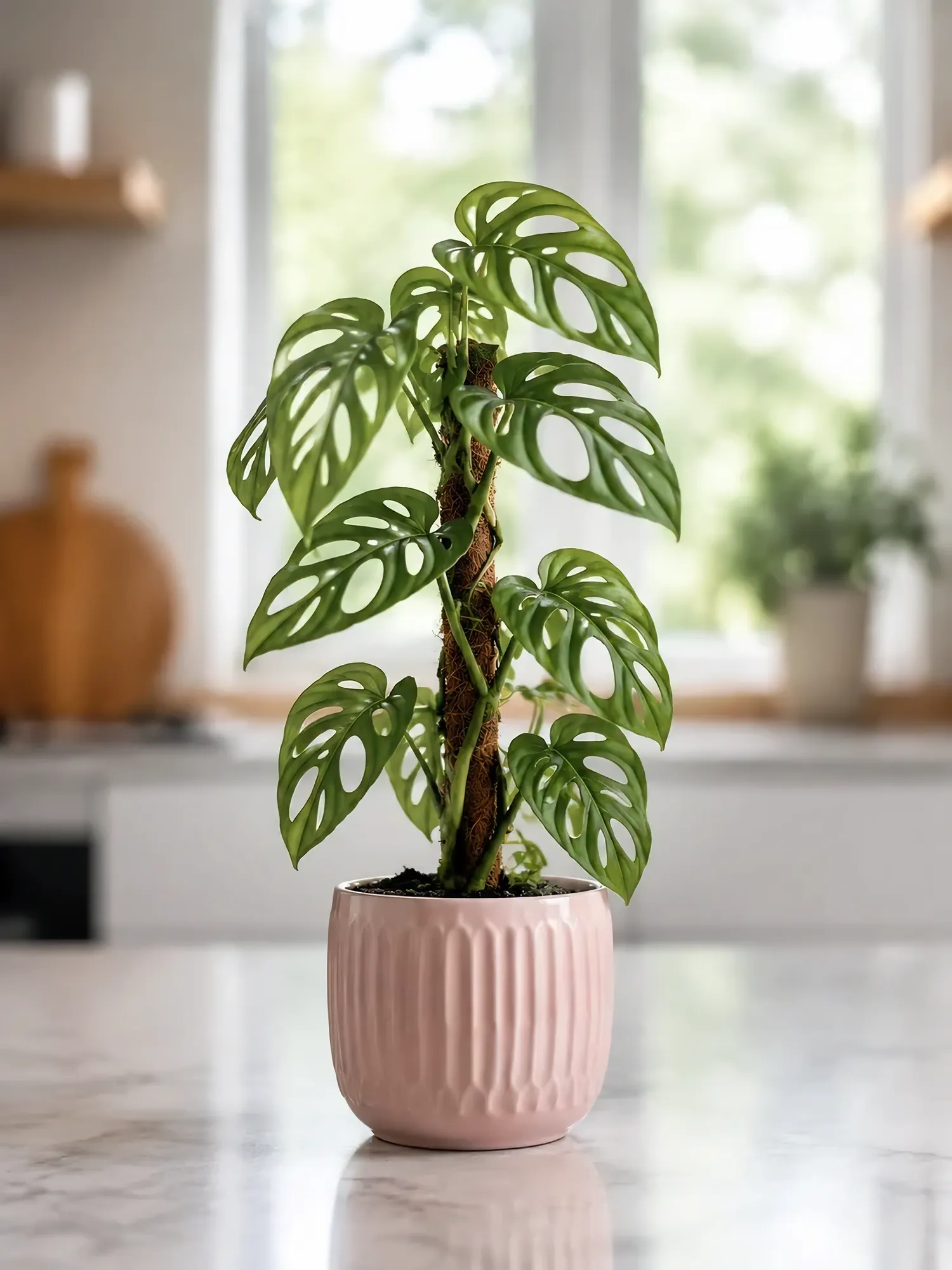 Monstera Standleyana — photo 6