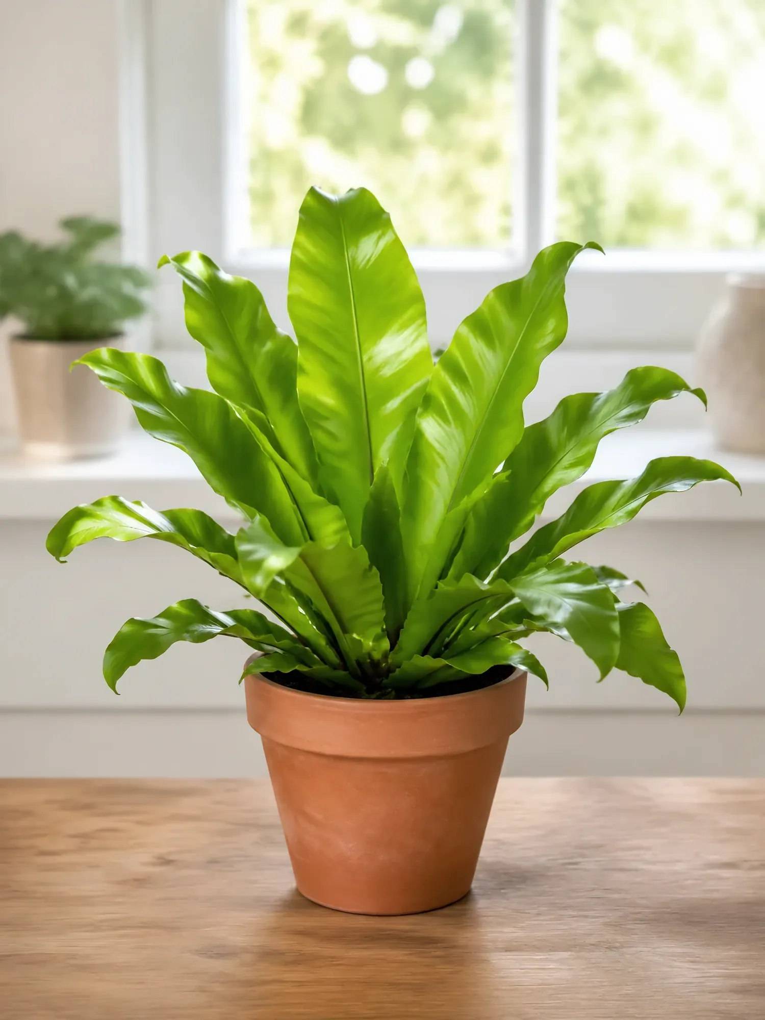 Asplenium Fern d12 h30 — photo 3