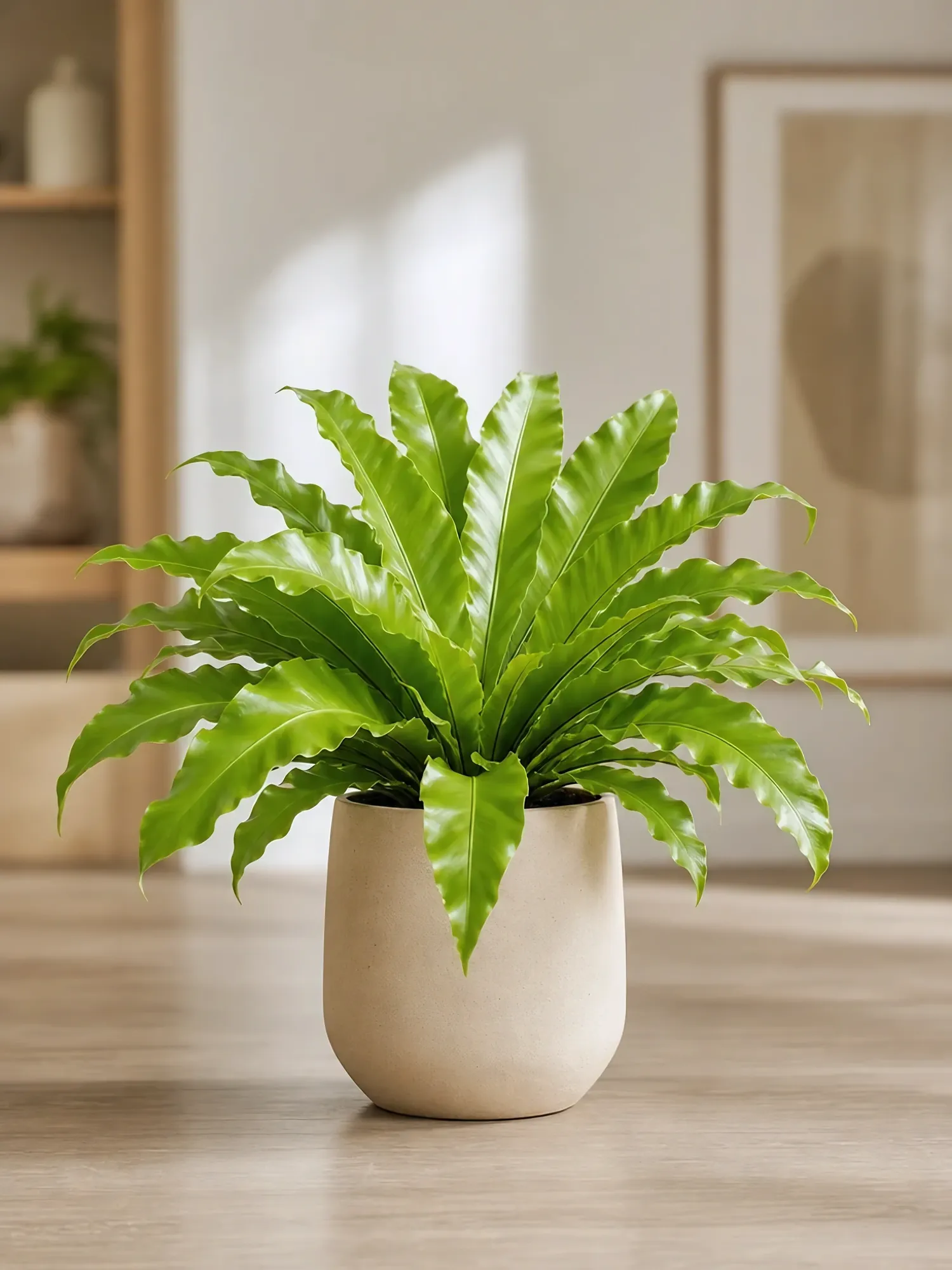 Asplenium Fern d12 h30 — photo 5