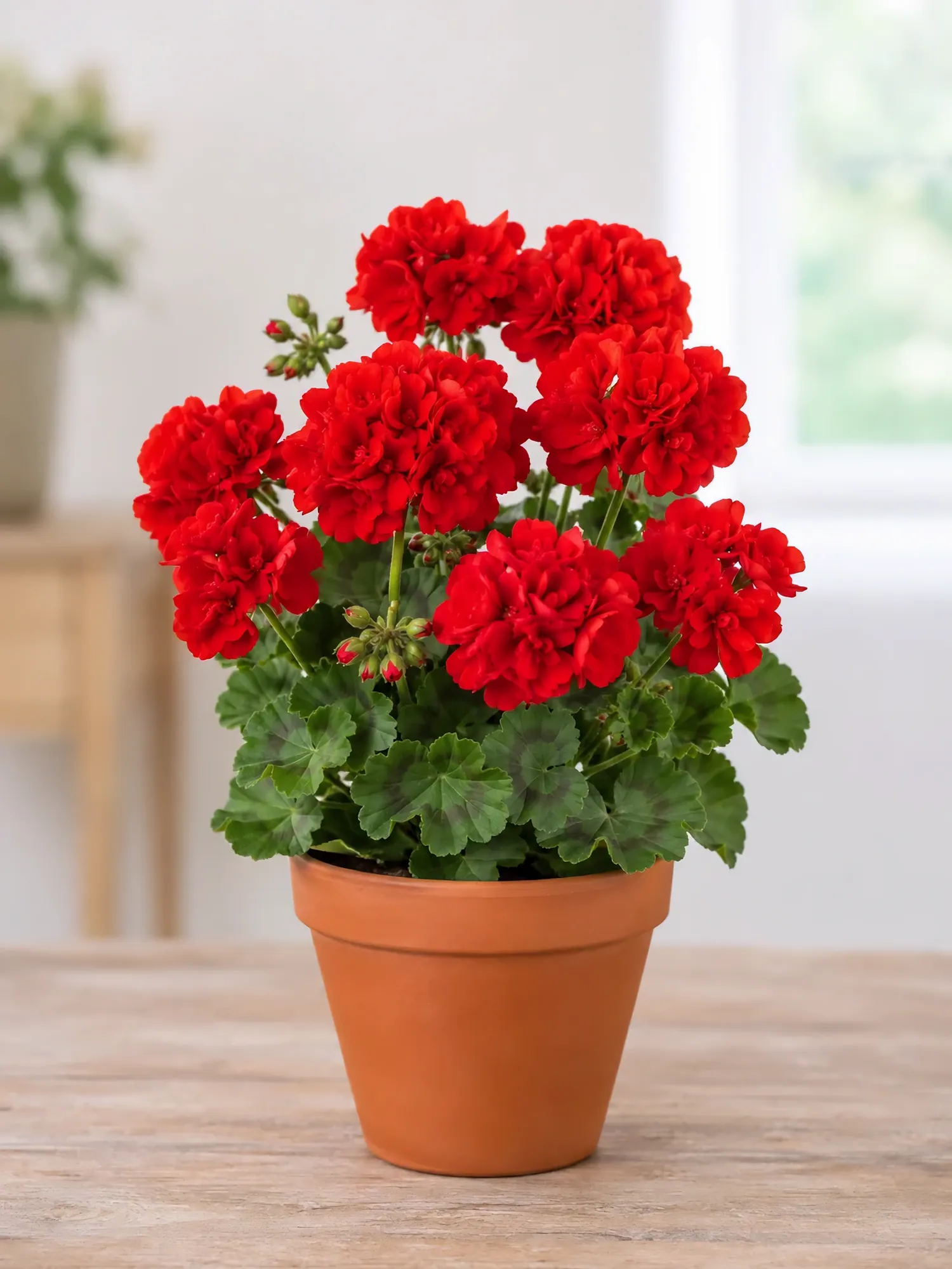 Zonal Geranium d12 — photo 3