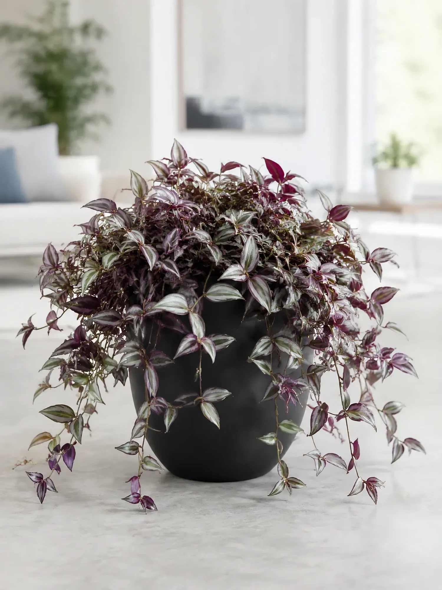 Tradescantia d16 h35 — photo 5