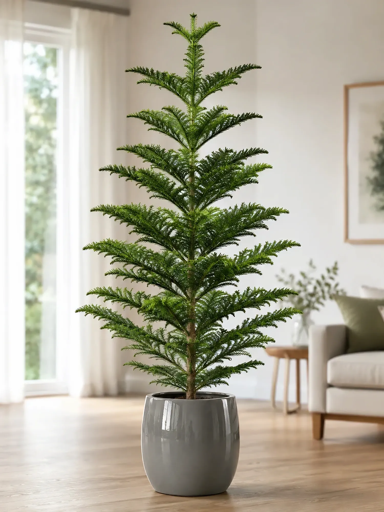 Араукария d26 h140 — фото 8