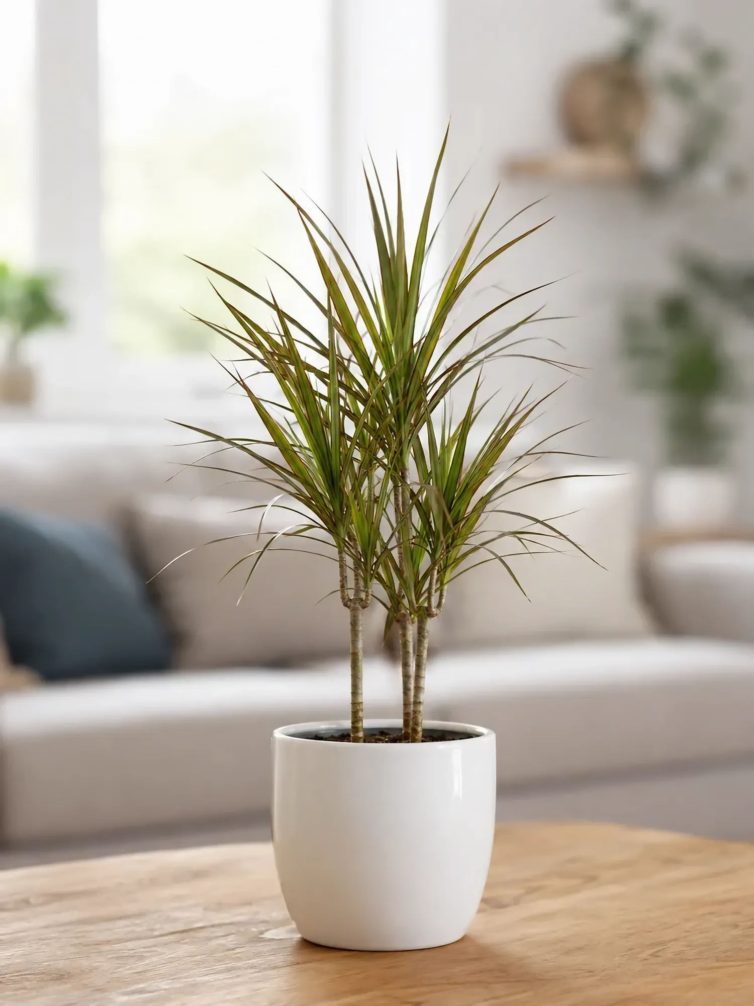 Dracaena d19 h85 — photo 2