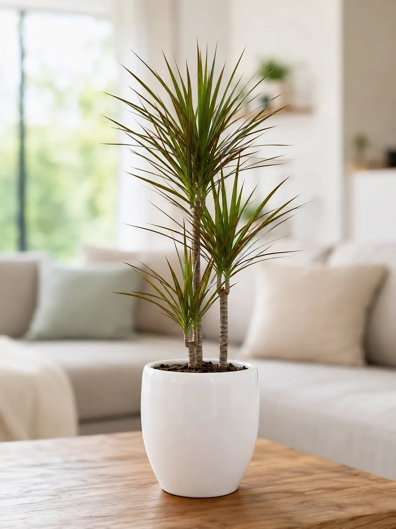 Dracaena d19 h85 — photo 3