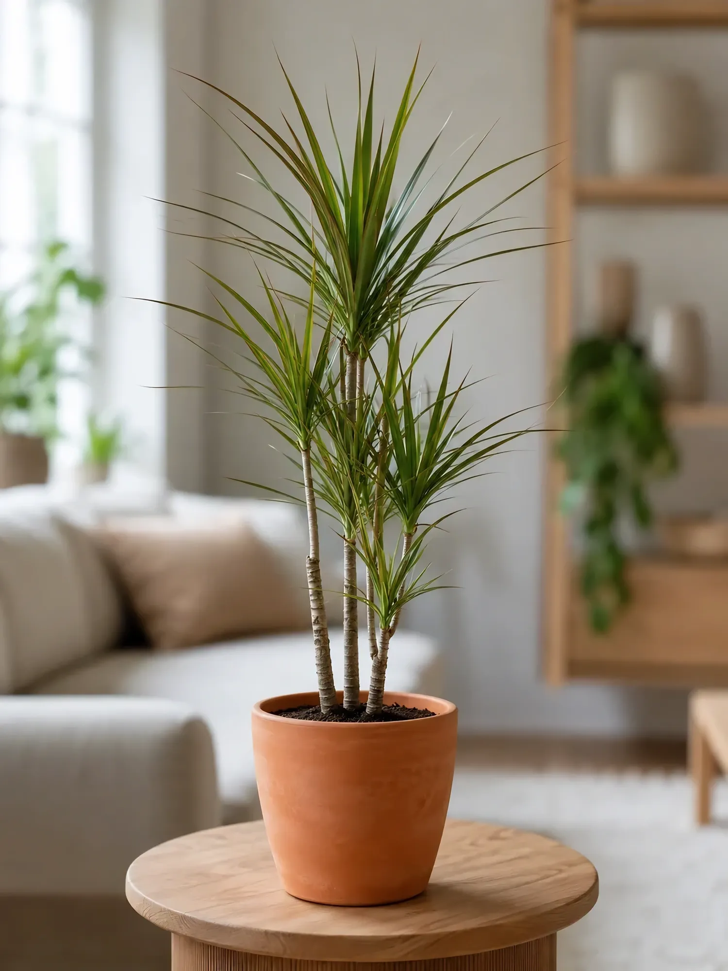 Dracaena d19 h85 — photo 4