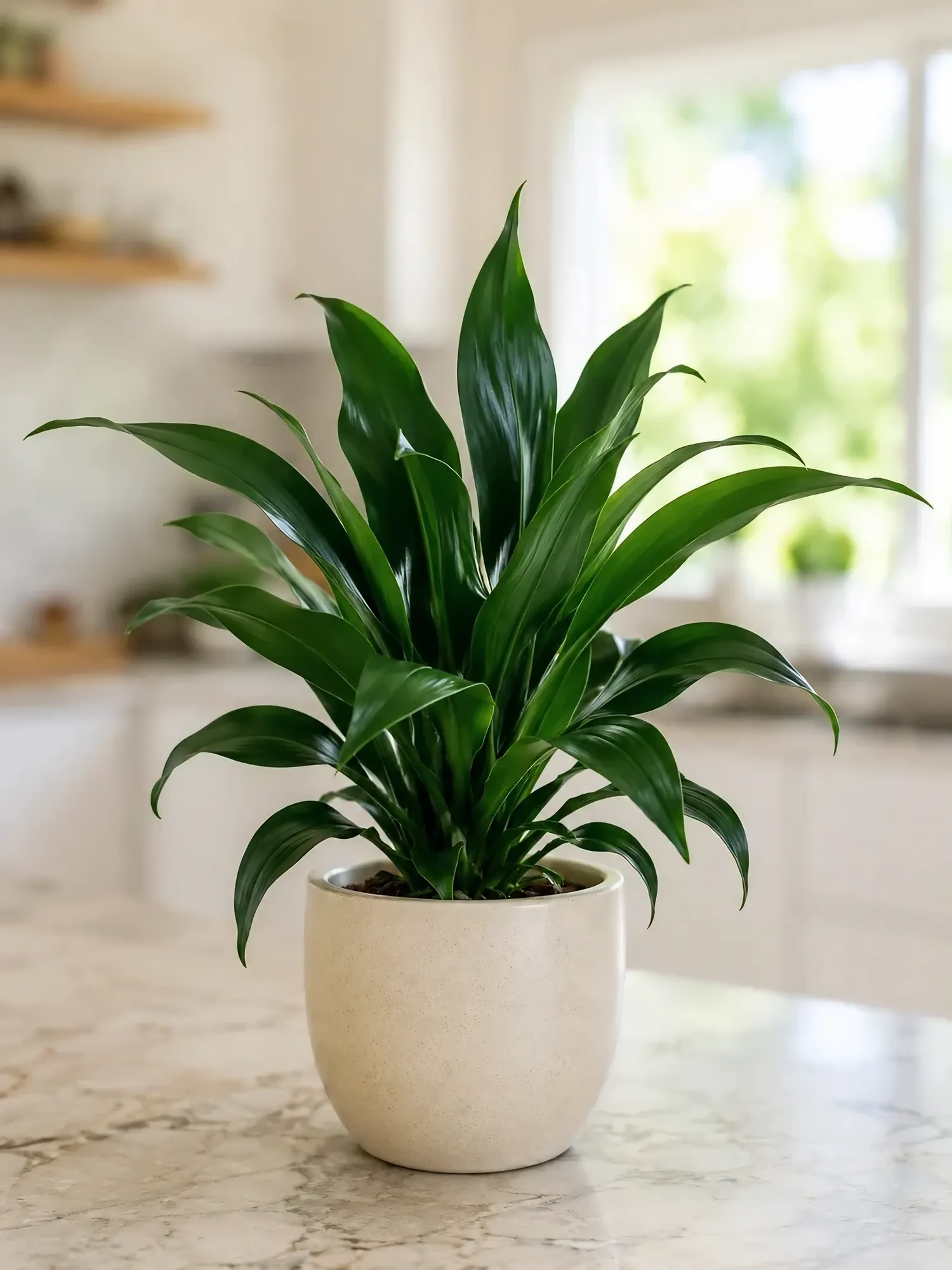 Dracaena d19 h85 — photo 5