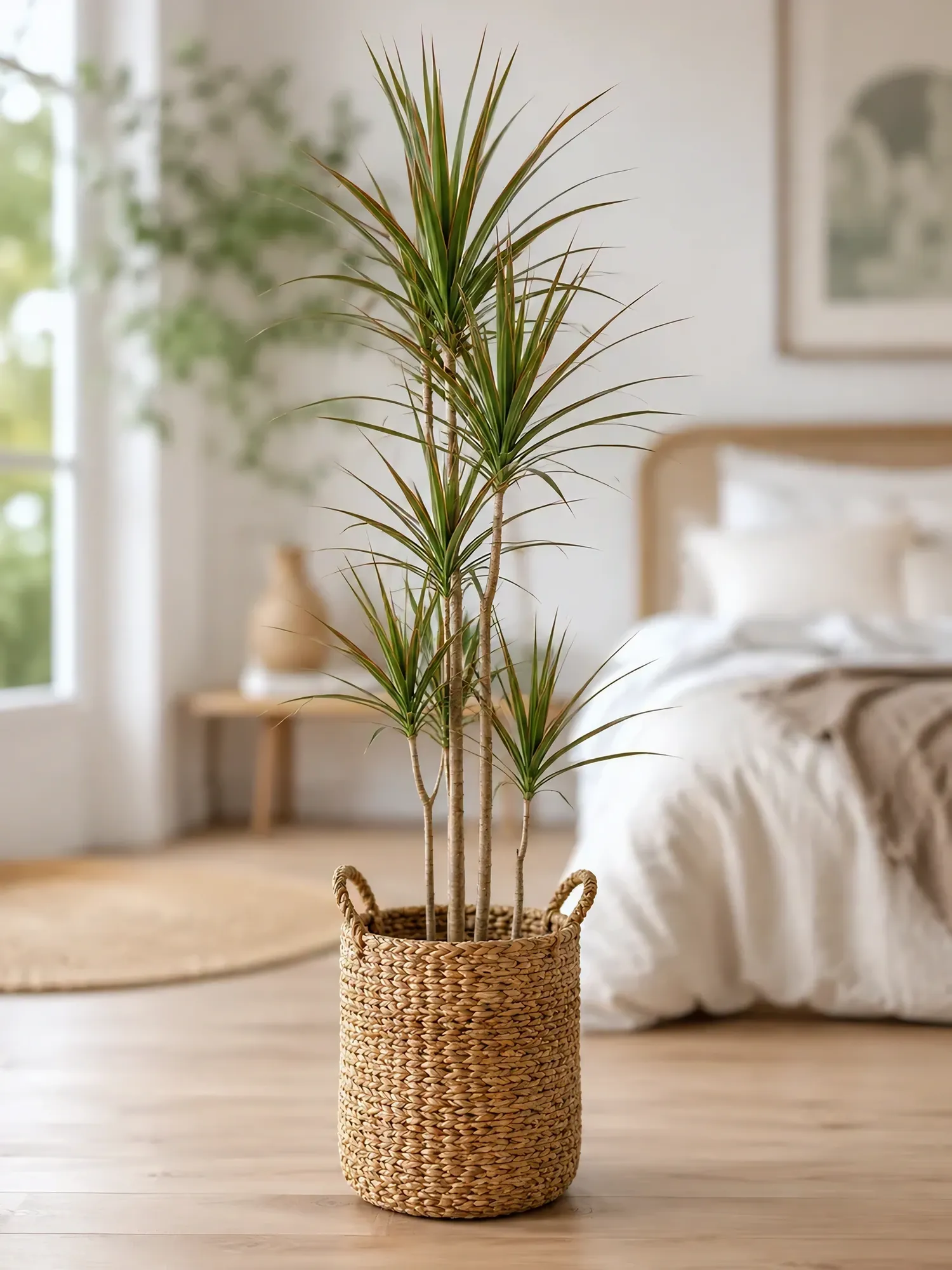 Dracaena d19 h85 — photo 6