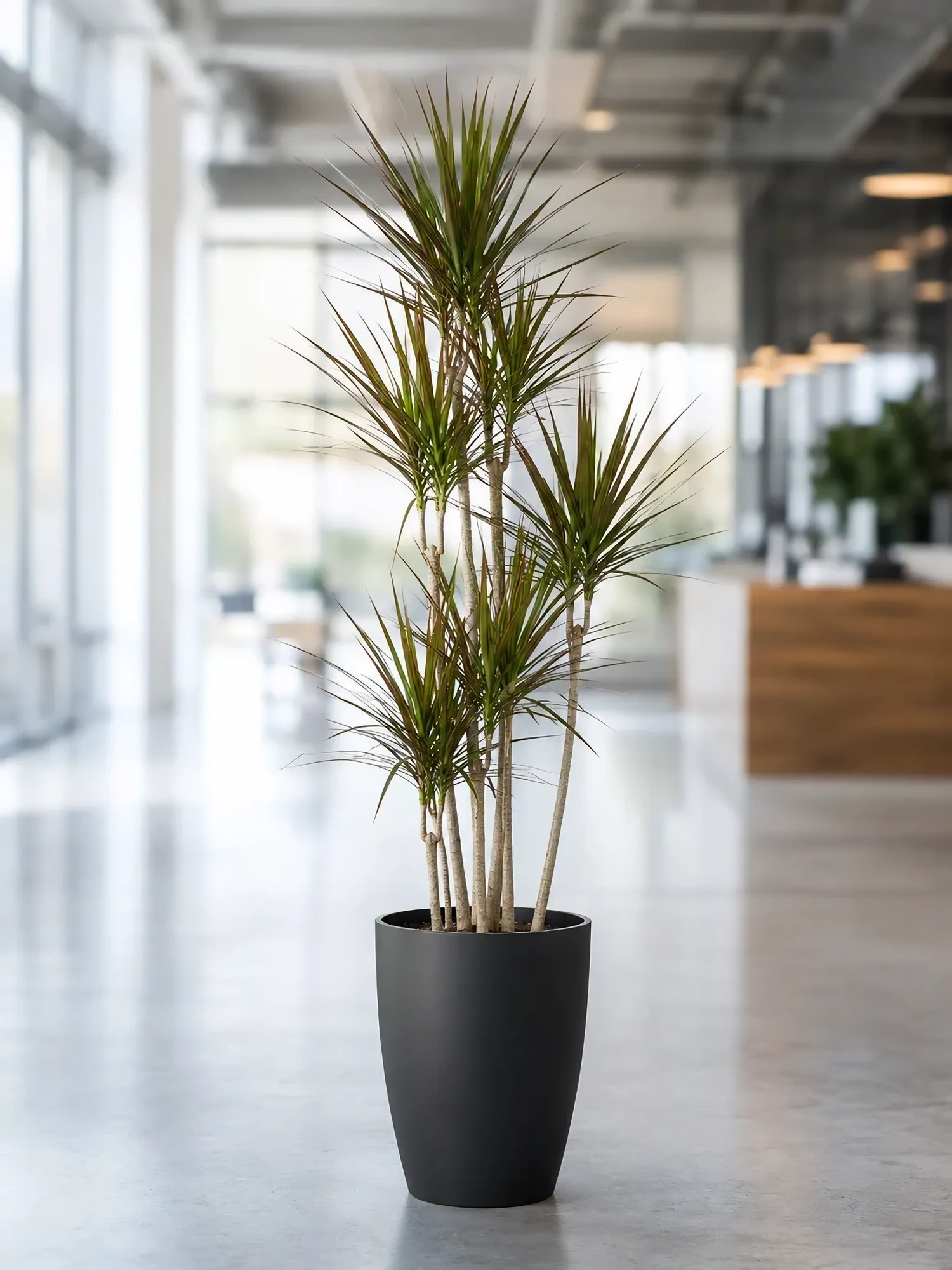 Dracaena d19 h85 — photo 7
