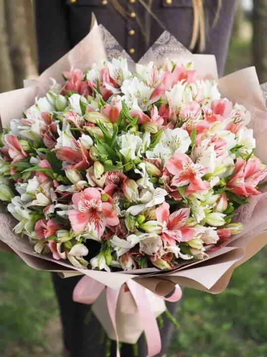 51 альстромерия