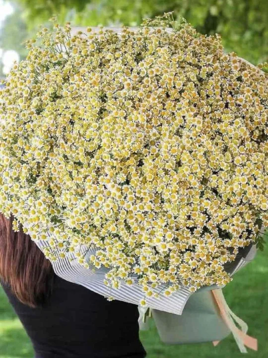 Букет из 101 ромашки