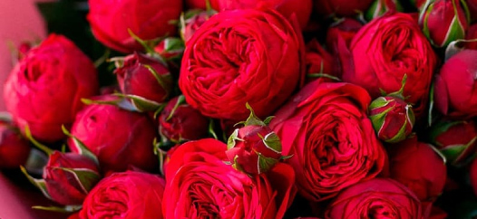 красные пионовидные розы