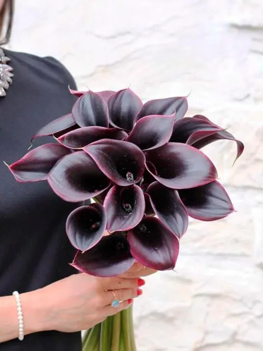 Букет из бордовых калл