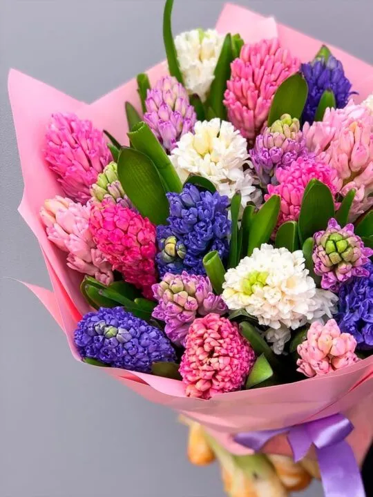 Букет из гиацинтов