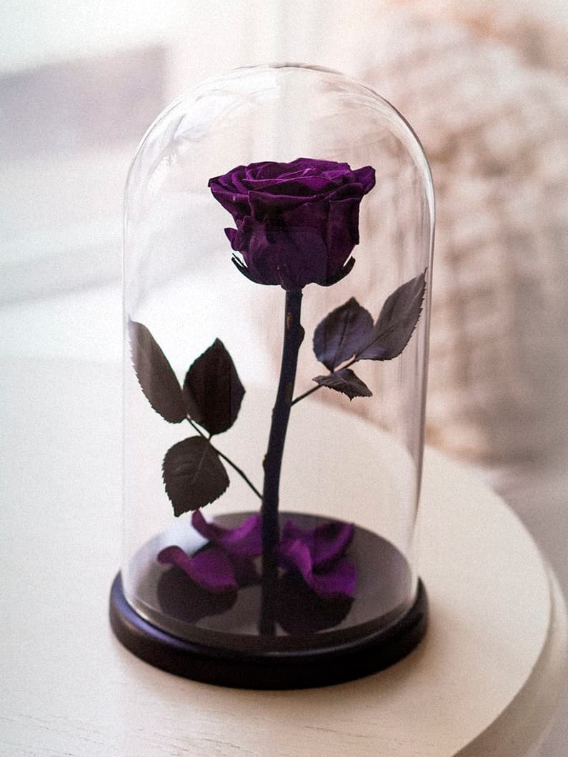 фиолетовая роза в колбе