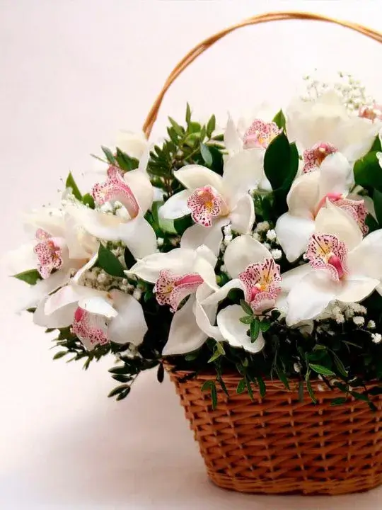 Орхидеи в корзине