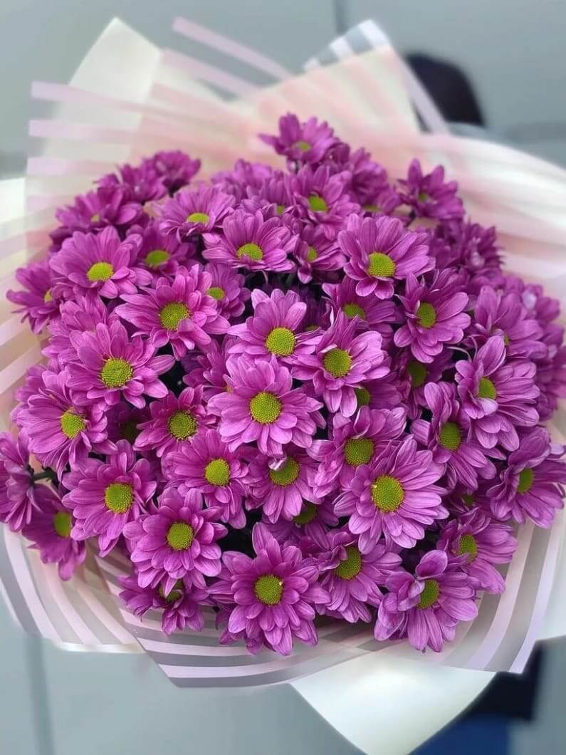 фиолетовые хризантемы