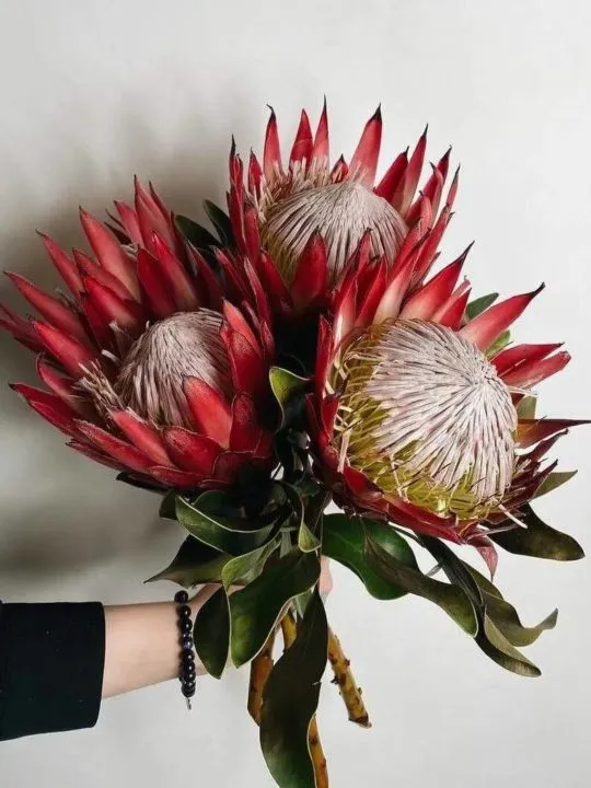 Букет Сангрия