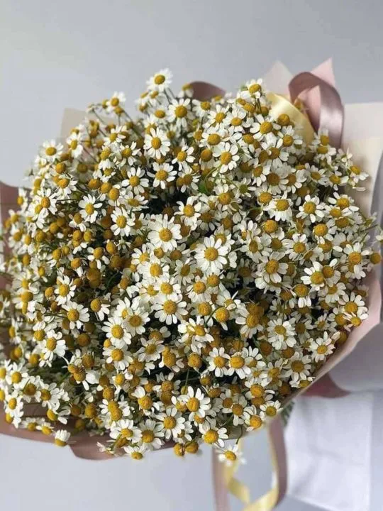 Букет из 51 ромашки