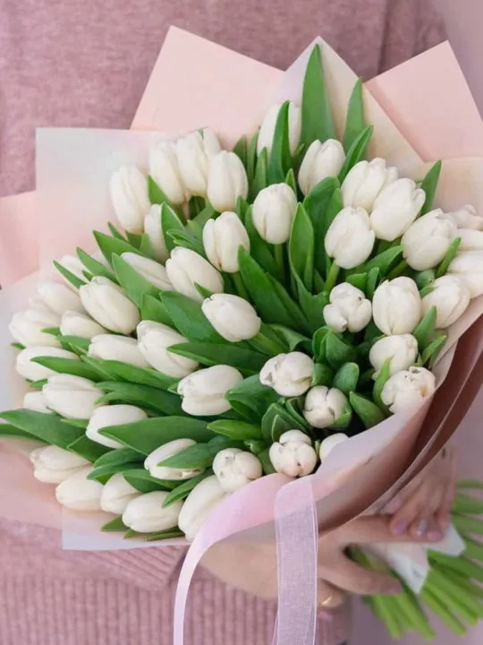 51 белый тюльпан