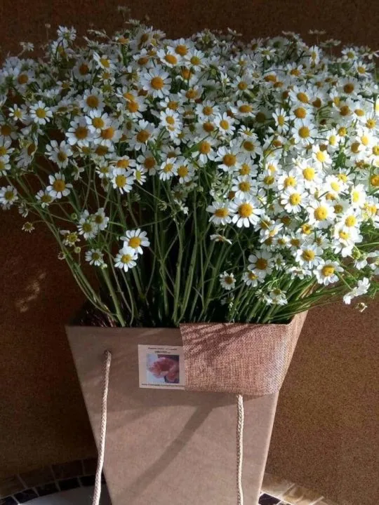 Композиция Виктория