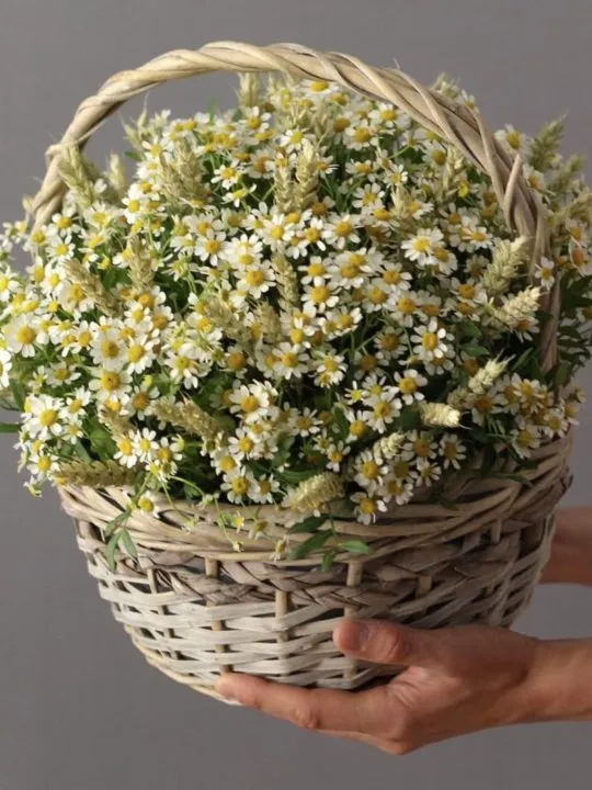 Композиция Диана