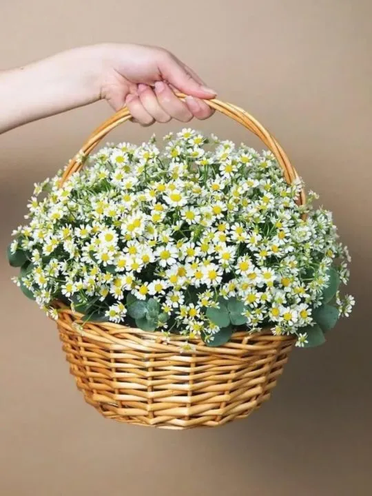 Композиция Ирина